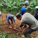 guásimo, donoso
