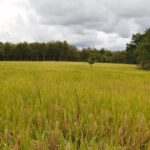 arroz-auditoria-ima