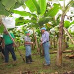 productores-platano-1024×767