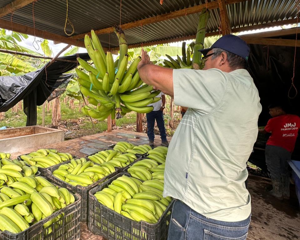 Realizan gira técnica para fortalecer la producción agrícola en Bocas del Toro