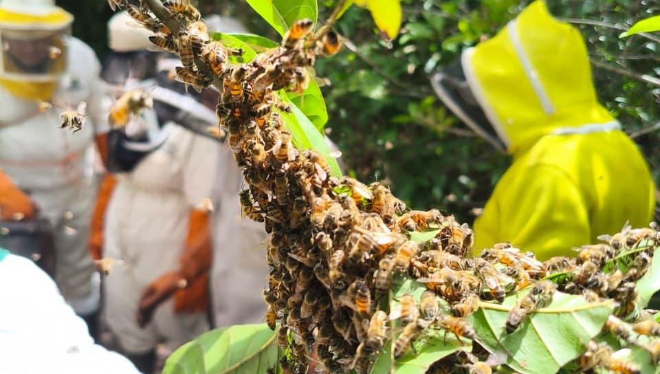 abejas