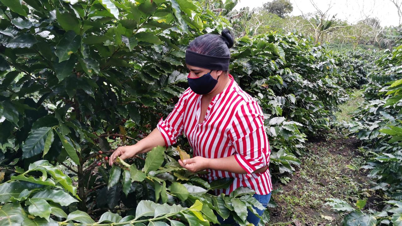cafetaleros