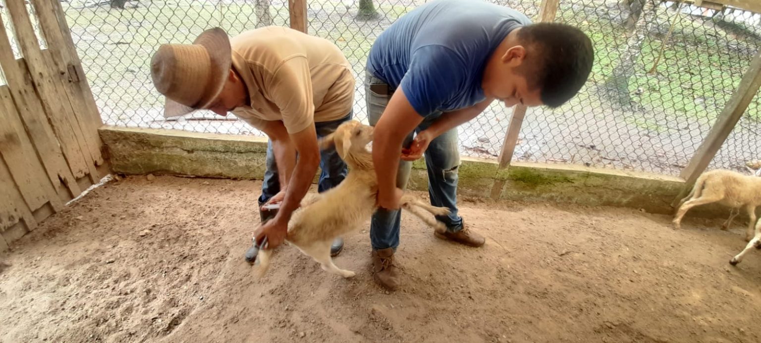 Realizan jornadas de manejo sanitario en finca ovina de Colón