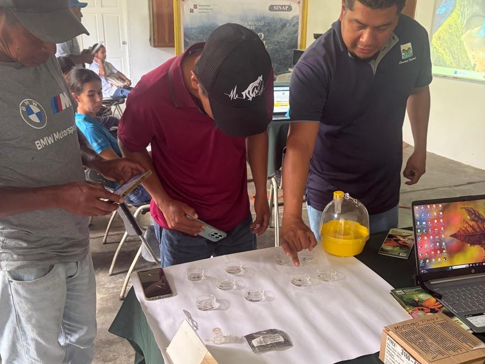 MIDA Coclé capacita a productores en el manejo del picudo anillo rojo