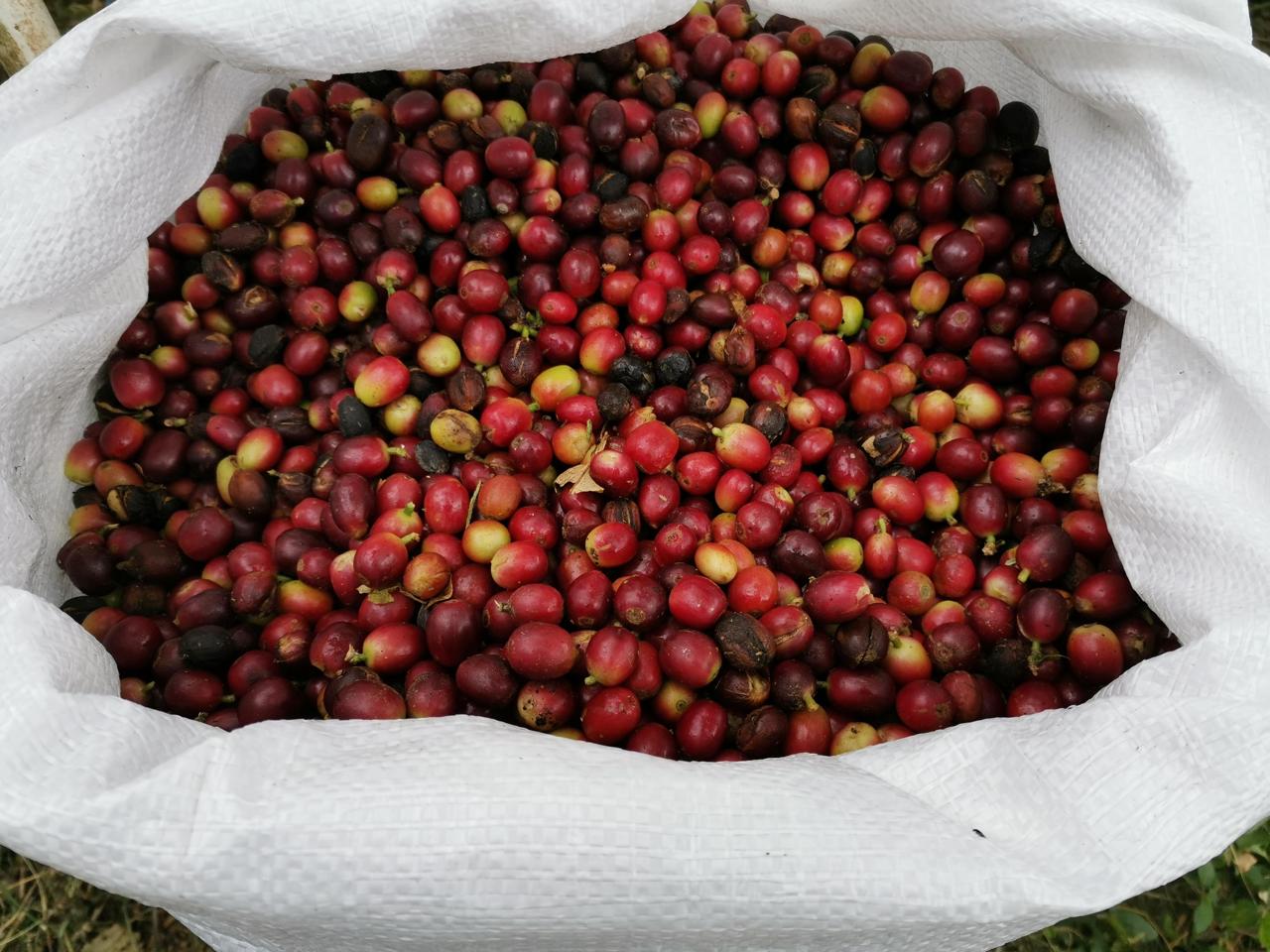 MIDA recomienda a caficultores monitorear las plantaciones