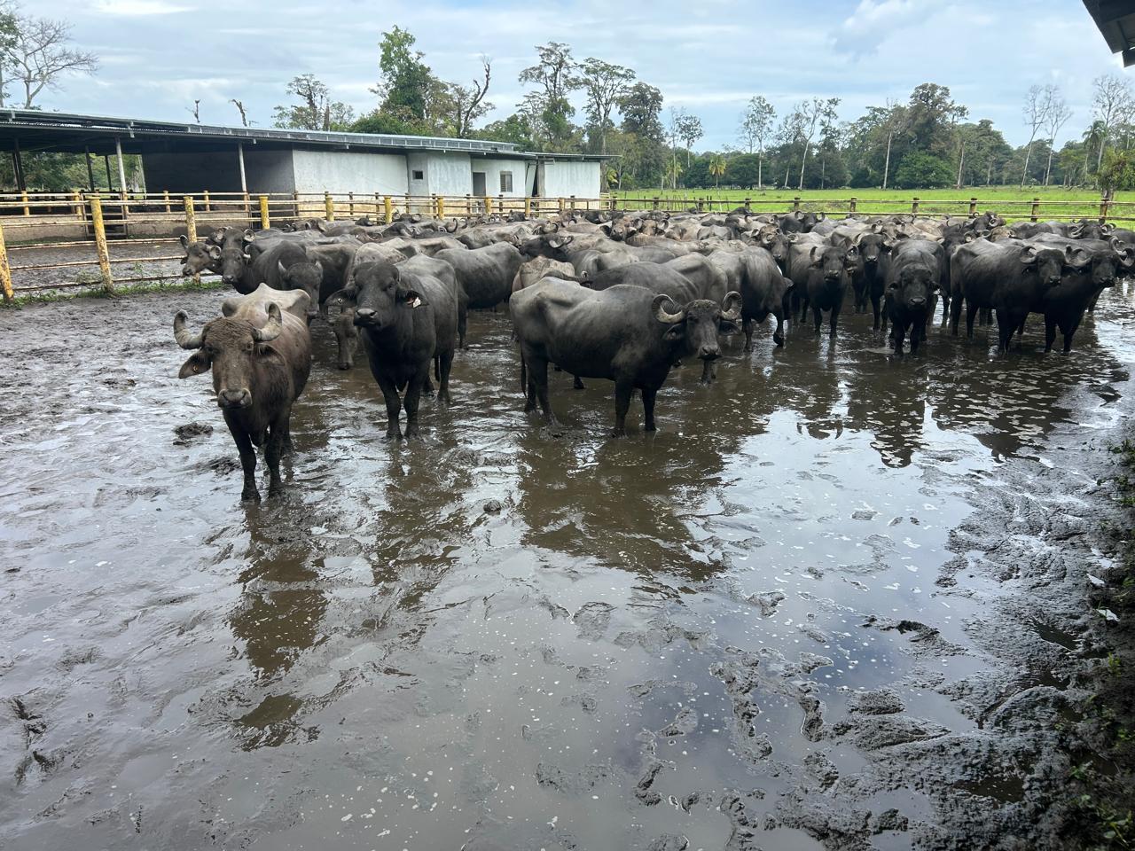 Fortalecen el control sanitario y trazabilidad en hato bufalino de Bocas del Toro