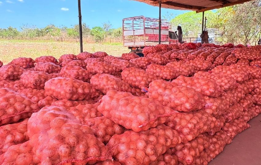 Cebolleros en Natá coordinan venta de 30 mil quintales con el IMA para evitar pérdidas