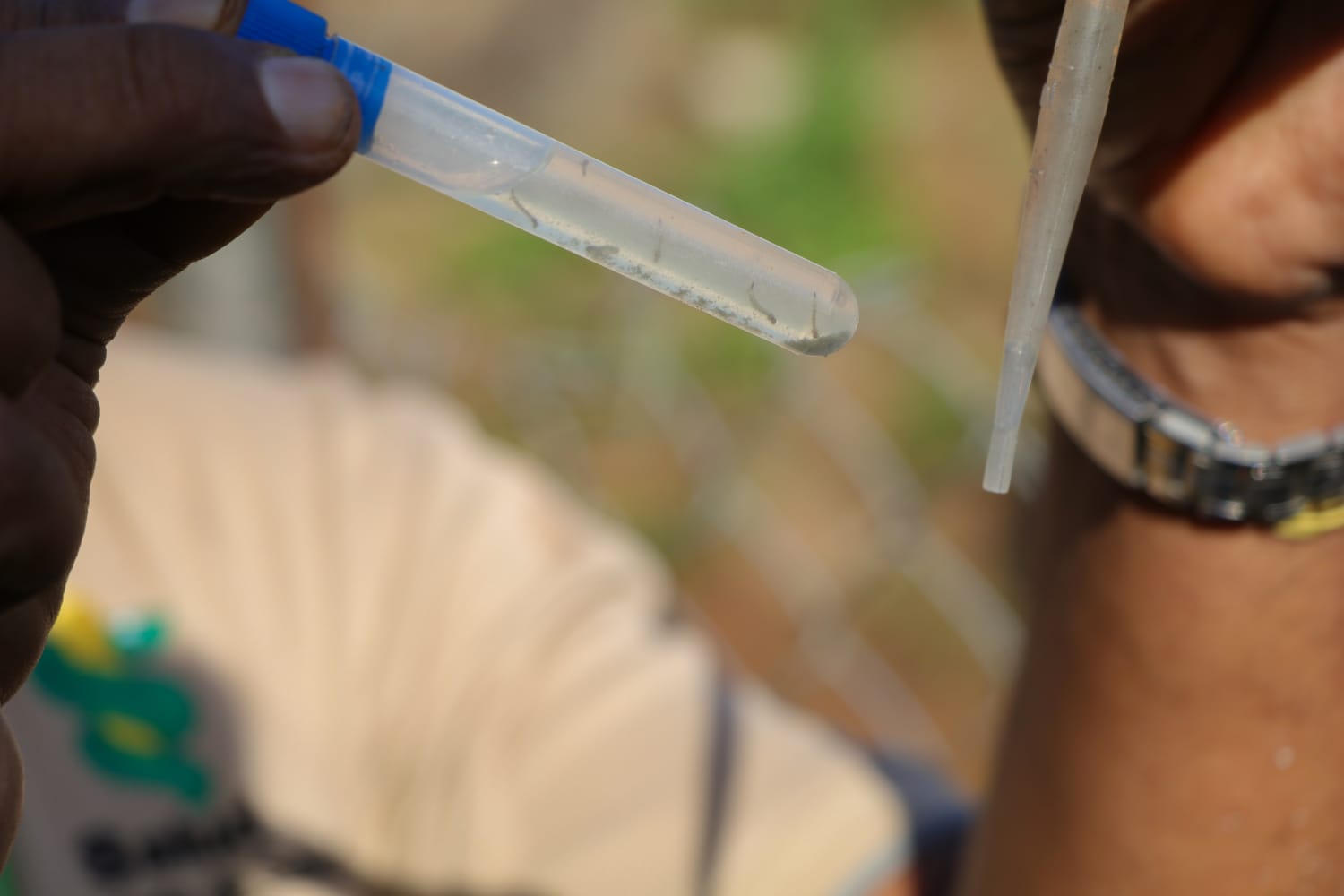 Veracruz, Puerto Pilón y Tocumen son los corregimientos con más casos de dengue en el país