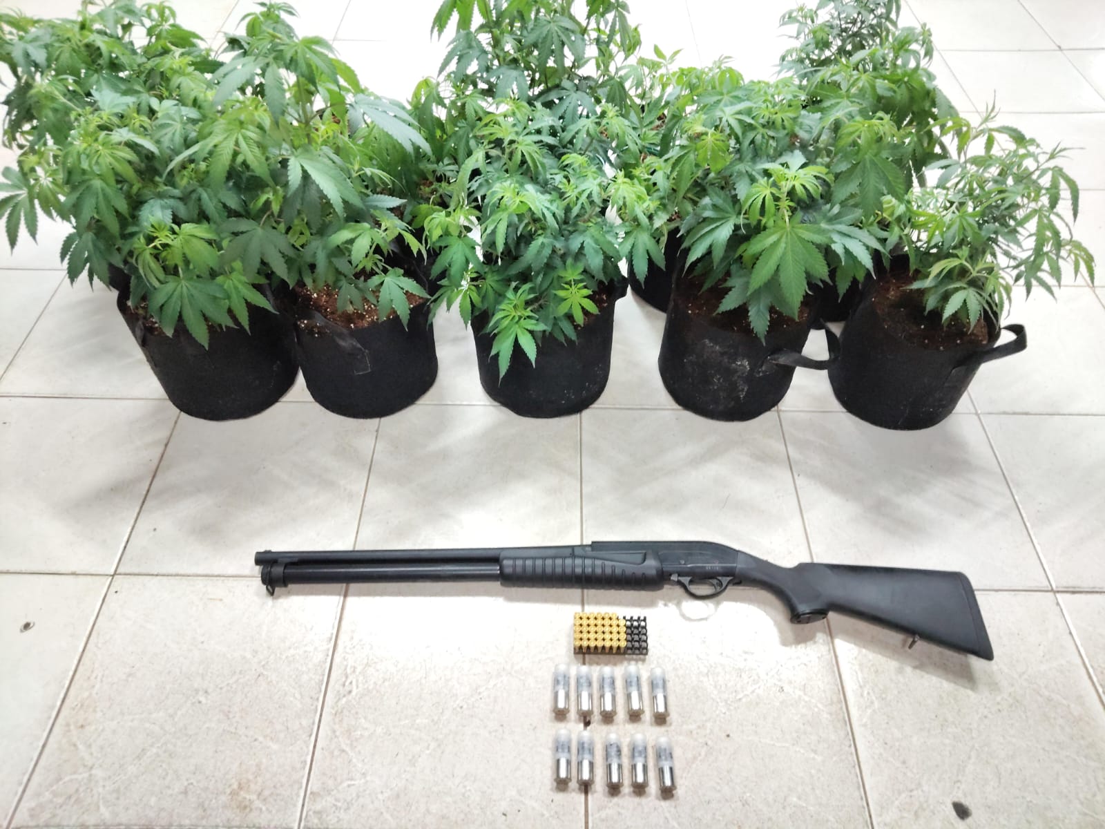 Incautan varios plantones de marihuana en Arraiján
